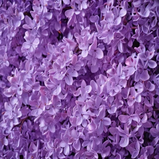 lilac background