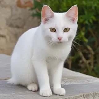 aegean cat breed