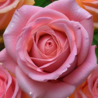 rose flower
