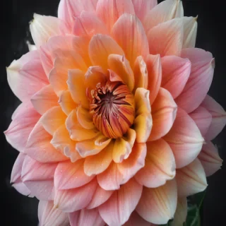 iphone flower background