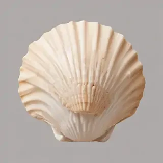 seashell png