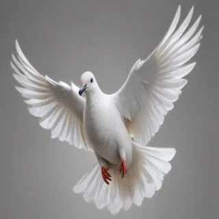 dove png