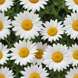 daisy background
