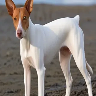 ibizan hound dog breed