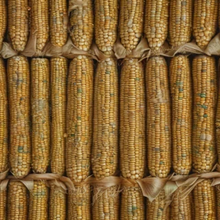 corn drawing