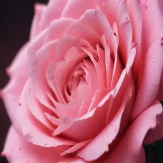 pink iphone wallpaper hd