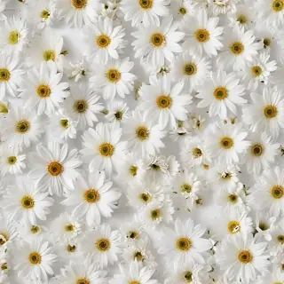 flowers white background