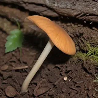 thin stemmed mushroom
