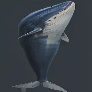 blue whale png