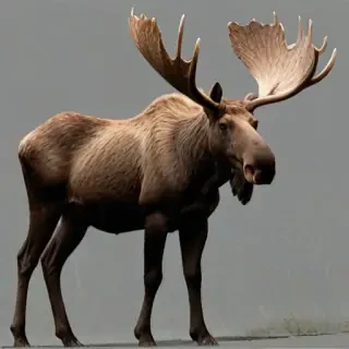 moose png