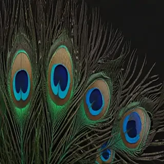 peacock feather png