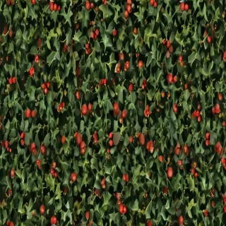 images of holly