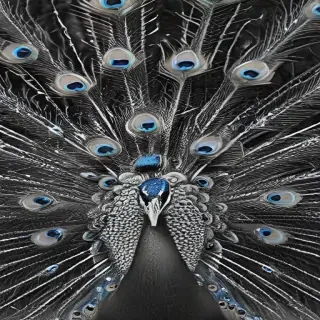 peacock black and white