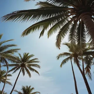 palm tree background