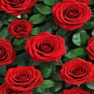 red rose background