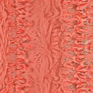 coral color