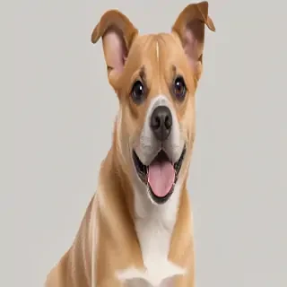 funny dog png