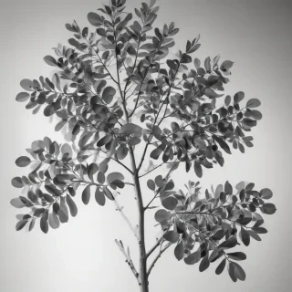 eucalyptus clipart black and white