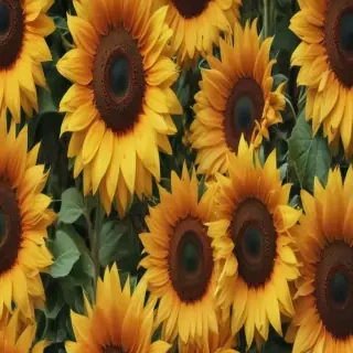 lock screen sunflower wallpaper