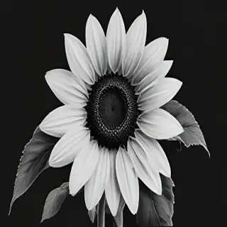 clip art sunflower black and white