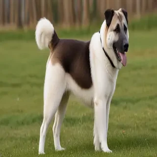 central asian shepherd dog