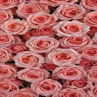 roses background aesthetic