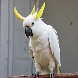 cockatoo