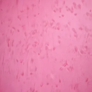 pink plain background