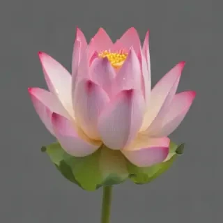 lotus flower png