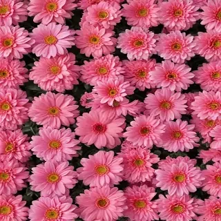 flower pictures