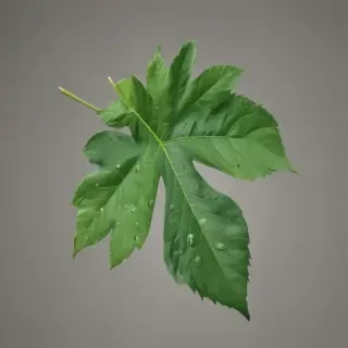 green leaf png