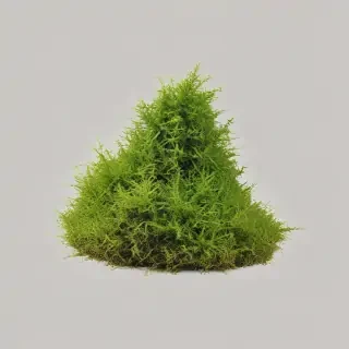 moss png