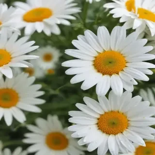 daisy wallpaper for desktop