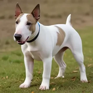bull terrier dog breed