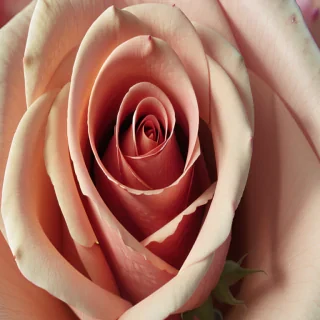 wallpaper rose wallpaper