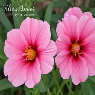 hello june images