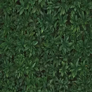 zoom background plants