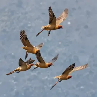 png birds flying