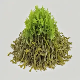 seaweed png