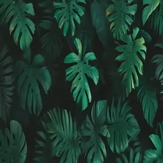 aesthetic wallpapers green
