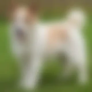 pekalier dog breed