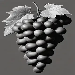 grapes clipart black and white