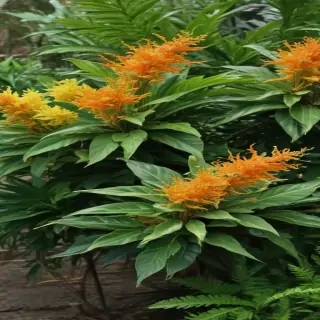 zoom background plants