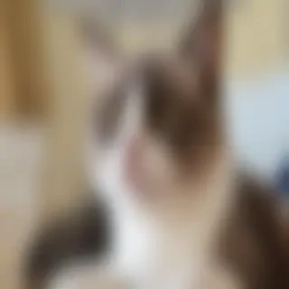 meme pictures