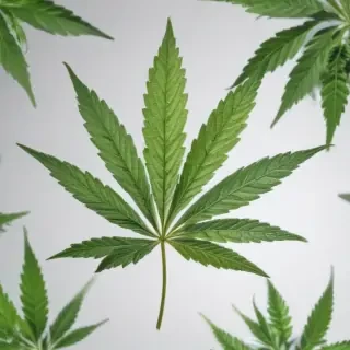 marijuana leaf transparent background