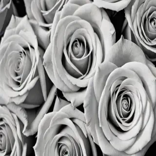 black and white rose background