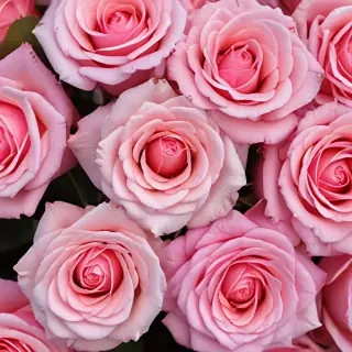 pink roses wallpaper iphone