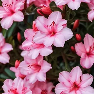 azalea flower