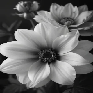 black and white flower background