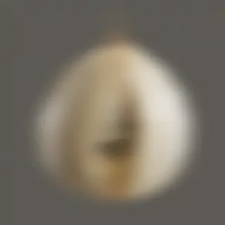 butterfly cocoon png